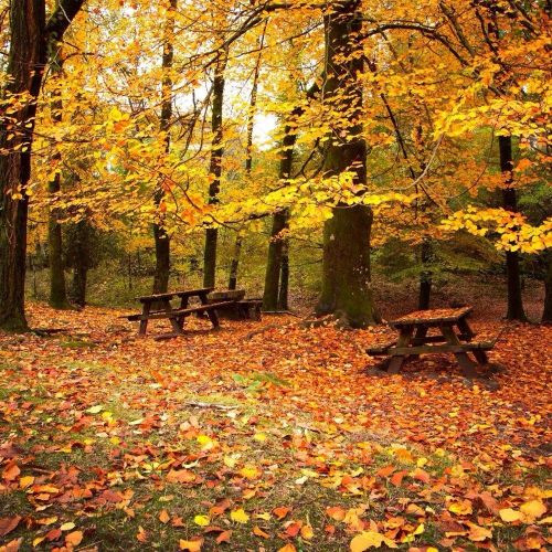A serene forest scene with picnic tables surrounded by vibrant autumn leaves and trees.
