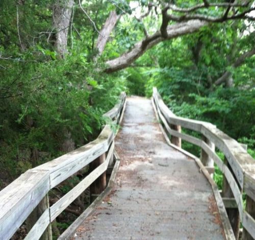 A wooden walkway winding through a lush green forest, surrounded by trees and foliage.