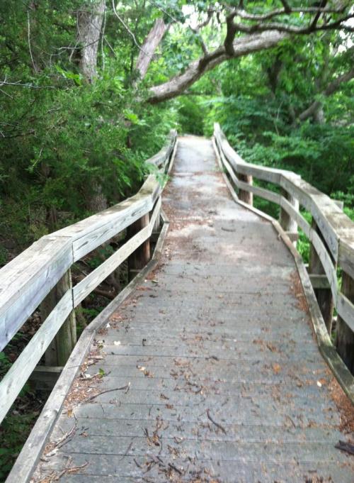 A wooden walkway through a lush green forest, surrounded by trees and foliage.
