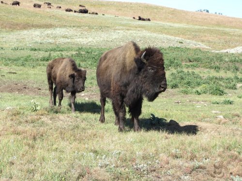 Two bison graze on a grassy field, with a herd visible in the background under a clear blue sky.