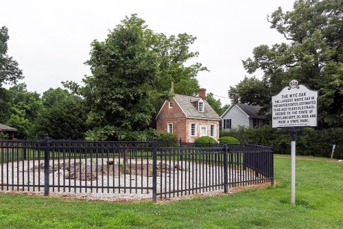 A historic site featuring a fenced area with a large tree stump and a sign, surrounded by greenery and a house in the background.
