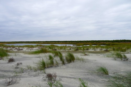 A serene landscape featuring a sandy area with tall grasses and a calm water body under a cloudy sky.