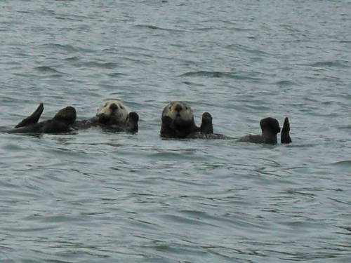 Three sea otters float on their backs in calm water, with their paws raised and heads above the surface.