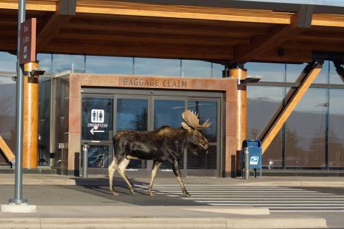 A moose walks in front of a baggage claim area at an airport, with wooden architecture in the background.