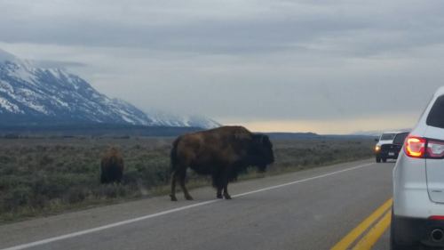 A bison stands near a road with mountains in the background, while cars are stopped nearby.