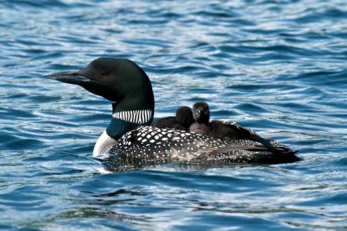 A loon swims on a calm lake with two fluffy chicks nestled on its back.