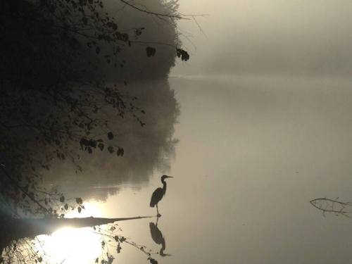 A heron stands by a misty lake, its reflection visible in the calm water under soft morning light.