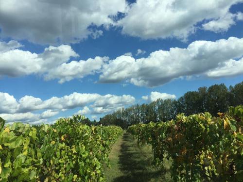 A scenic vineyard path lined with green grapevines under a blue sky filled with fluffy white clouds.