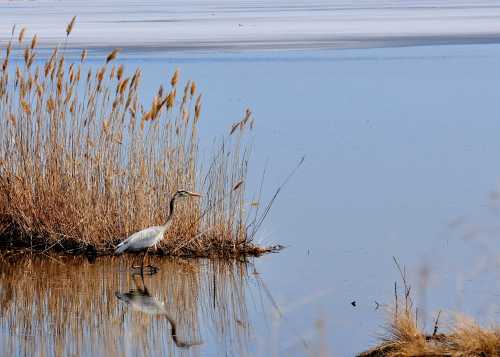 A heron stands in shallow water near tall grasses, reflecting the calm blue sky and frozen lake in the background.