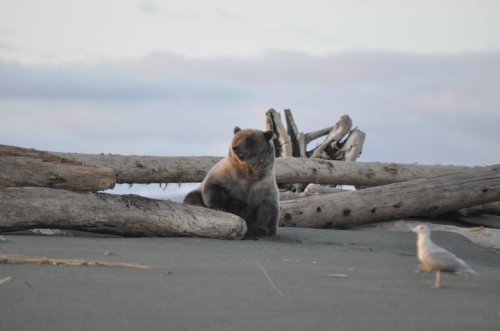 A bear sits on a sandy beach near driftwood, with a seagull nearby under a cloudy sky.