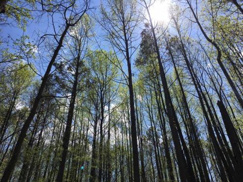 Tall trees with fresh green leaves reach towards a bright blue sky, with sunlight filtering through the branches.