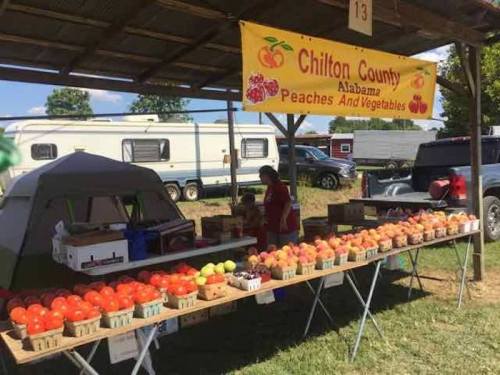 A market stand displaying fresh peaches and vegetables under a sign for Chilton County, Alabama, with a tent in the background.