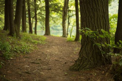 A serene forest path lined with tall trees, leading towards a calm body of water in the background.