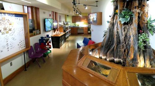 A bright, educational space featuring a large tree structure, kitchen area, and interactive displays for learning.