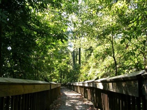 A wooden boardwalk winding through a lush, green forest with sunlight filtering through the trees.