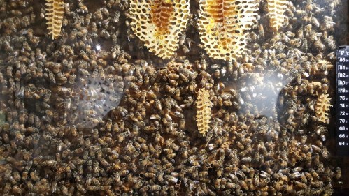Close-up of a beehive with numerous bees and honeycomb structures visible through a glass enclosure.