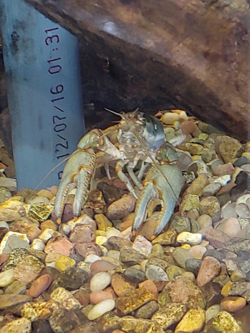 A close-up of a crayfish in an aquarium, surrounded by small pebbles and a submerged pipe.