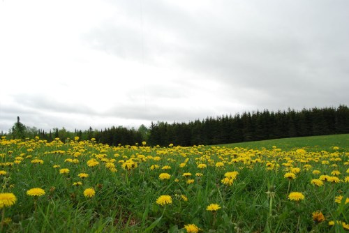 A field of bright yellow dandelions under a cloudy sky, bordered by a dense line of evergreen trees.