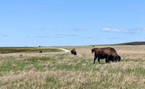 A wide grassy landscape with several bison grazing under a clear blue sky and a winding dirt path in the background.