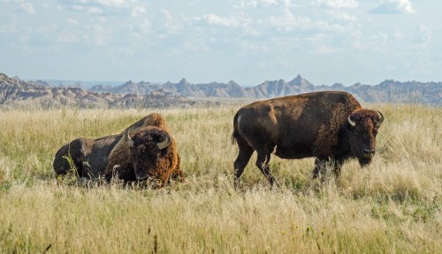 Two bison graze in a grassy field with rugged hills in the background under a partly cloudy sky.