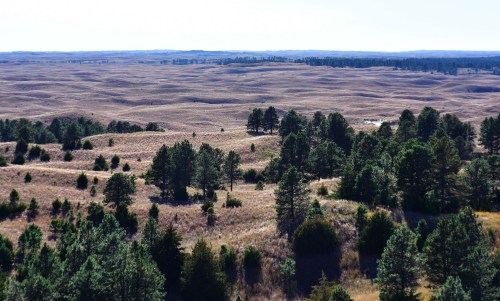 A vast landscape of rolling hills and scattered pine trees under a clear blue sky.