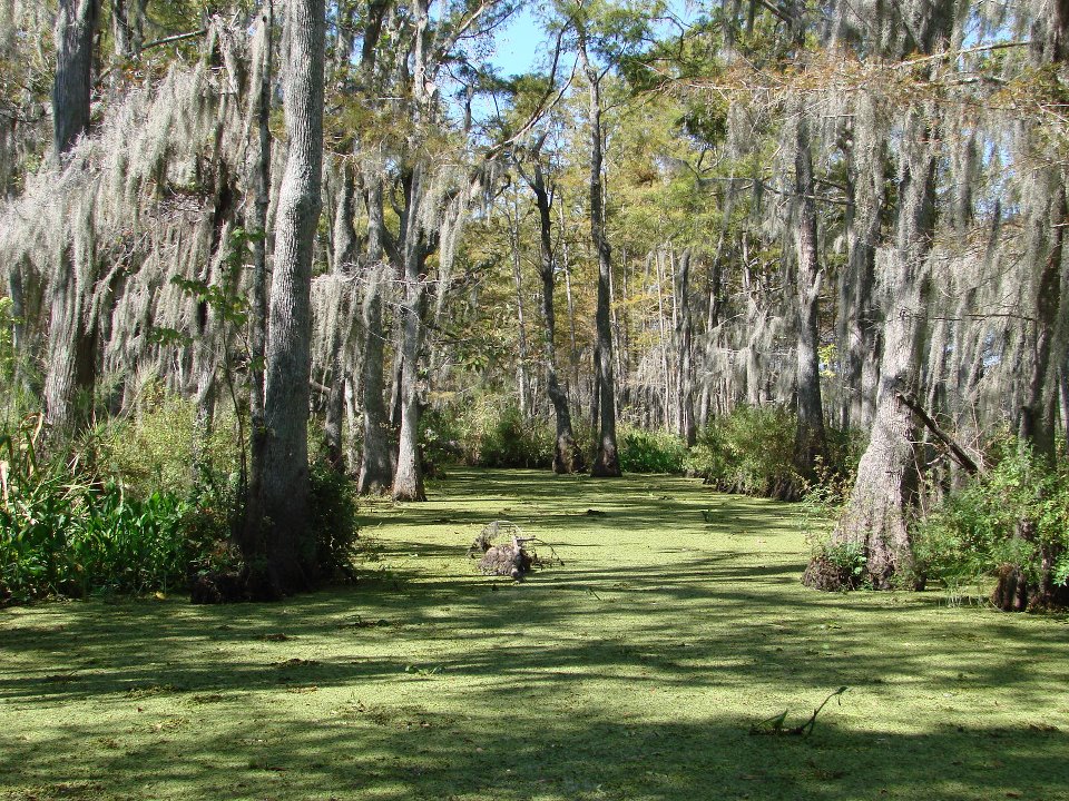 The 8 Most Incredible Natural Attractions Near New Orleans That Everyone Should Visit