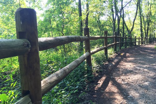 A wooden fence along a shaded path in a lush green forest, with sunlight filtering through the trees.