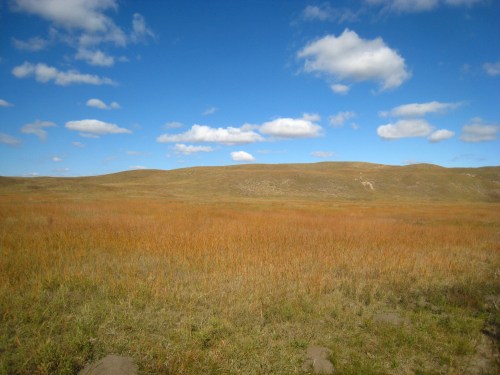 A vast, open landscape with golden grass and a clear blue sky dotted with fluffy white clouds.
