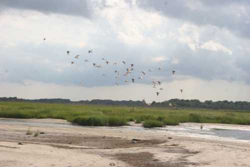 A flock of birds flies over a grassy wetland under a cloudy sky.