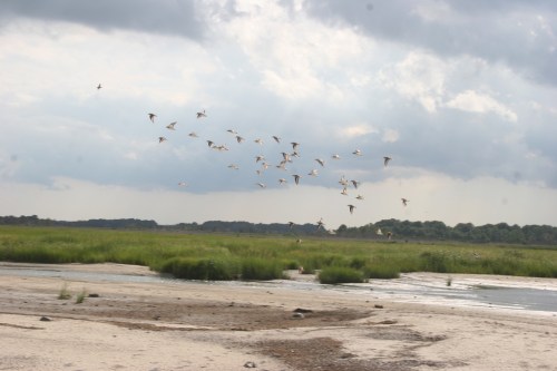 A flock of birds flies over a grassy wetland under a cloudy sky.