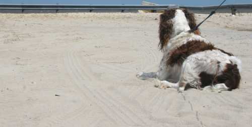 A brown and white dog lies on the sandy beach, watching a person walking in the distance along a path.