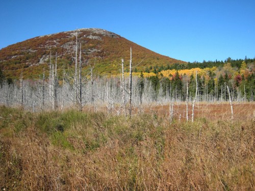 A scenic view of a mountain with autumn foliage, surrounded by dry trees and grassy fields under a clear blue sky.