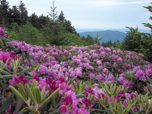 A vibrant field of pink rhododendron flowers with mountains in the background under a cloudy sky.