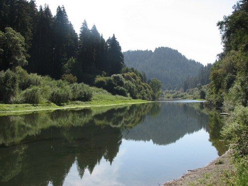 A serene river surrounded by lush greenery and tall trees, reflecting the landscape in calm waters.
