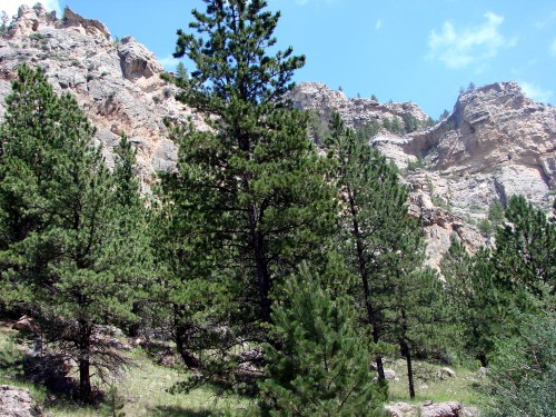 Lush green pine trees in a rocky landscape under a bright blue sky with scattered clouds.