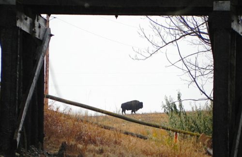 A silhouette of a buffalo stands on a grassy hill, framed by wooden beams and a cloudy sky.