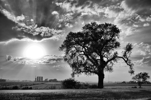 A solitary tree silhouetted against a dramatic sky with rays of sunlight and distant silos in black and white.