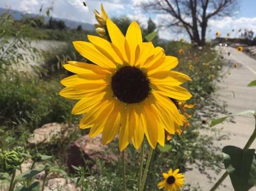 A vibrant yellow sunflower with a dark center, surrounded by greenery and a scenic background.