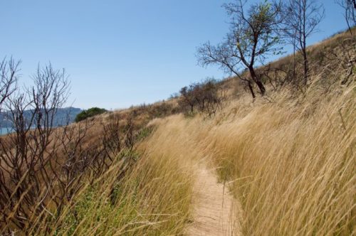 A winding dirt path through tall grass and sparse trees on a hillside, with a clear blue sky above.