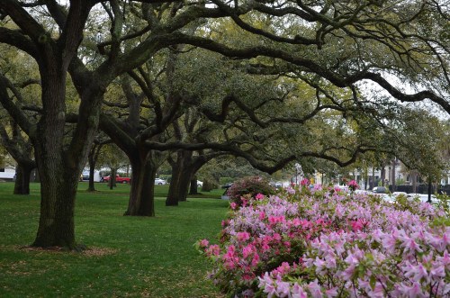 A lush park scene featuring blooming pink azaleas and sprawling trees under a cloudy sky.