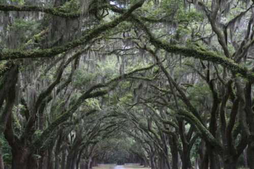 A serene pathway lined with lush, moss-covered trees creating a natural archway.