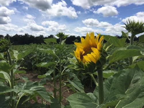 A vibrant sunflower blooms among green leaves in a field under a blue sky with fluffy clouds.