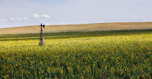 A vast field of sunflowers under a blue sky, with a windmill in the foreground and rolling hills in the background.