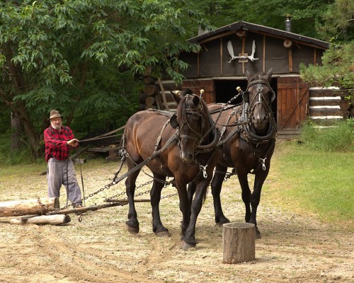 A man in a plaid shirt guides two horses harnessed to a log near a rustic cabin in a wooded area.