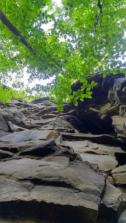 Looking up at a rocky cliff face framed by green leaves and branches above.