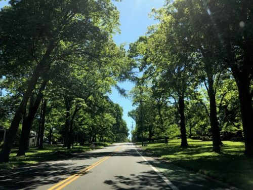 A sunny road lined with lush green trees on both sides, creating a serene and inviting atmosphere.
