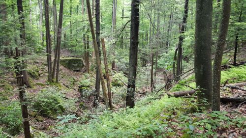 A lush forest scene with tall trees, ferns, and rocky terrain, creating a serene and natural environment.