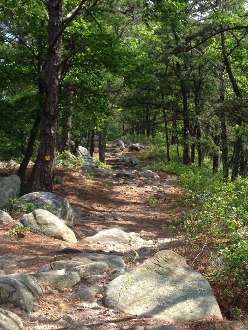 A rocky trail winding through a lush green forest with tall trees and scattered boulders.