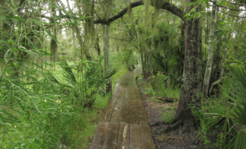 A wooden boardwalk winds through a lush, green forest with hanging moss and dense vegetation.