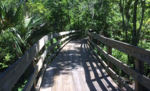 A wooden boardwalk curves through a lush green forest, surrounded by trees and foliage.